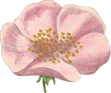 Pink Flower
