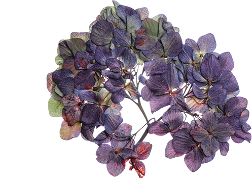 Hand Pressed Flora