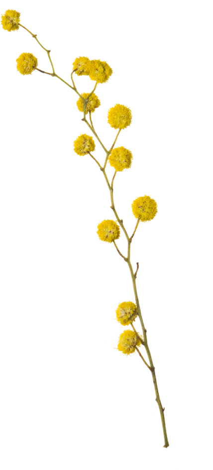 Hand Pressed Flora