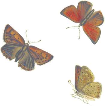 Butterflies
