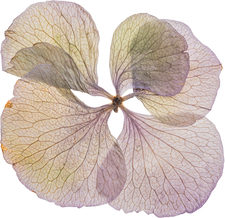 Hand Pressed Flora
