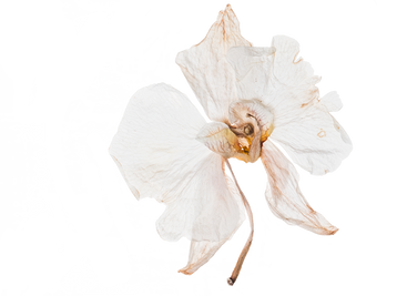 Hand Pressed Flora
