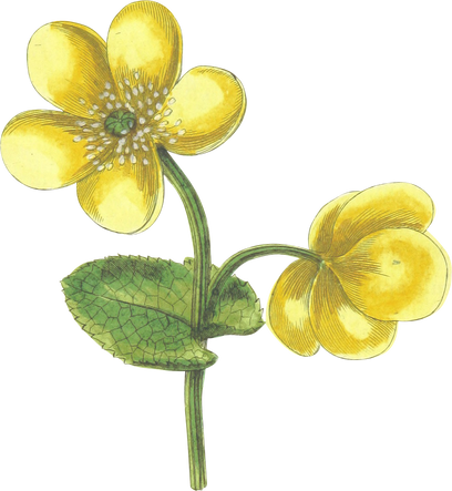 Yellow Flowers